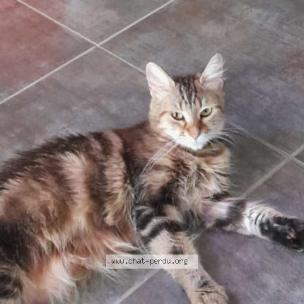Photo 1/1 Minnie Chat perdu à Cruscades