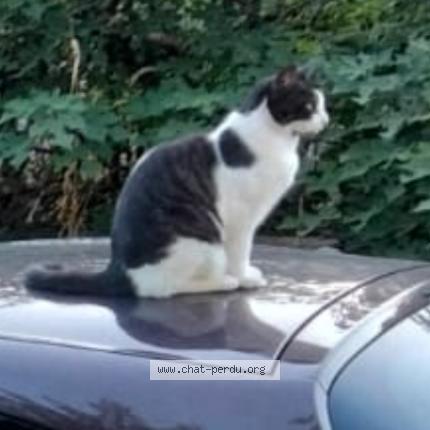 Photo 1/1 Bounty Chat perdu à Saint jean de maruejols
