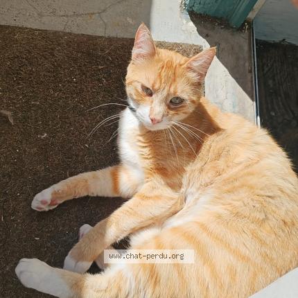 Photo 1/1 Chat retrouvé Perdu à Pau