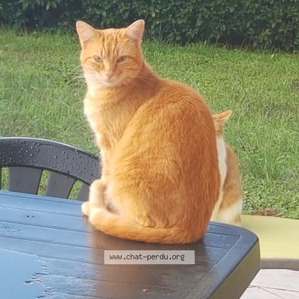 Photo 1/1 Chat retrouvé Perdu à Le Haillan