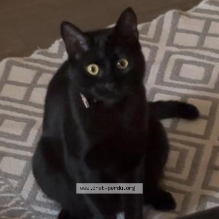 Photo 1/1 Blacky Chat perdu à Ars sur moselle