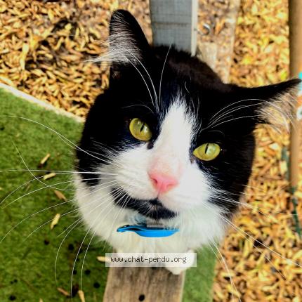 Photo de chat perdu à Assas