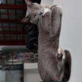 Photo de chat perdu à Gualeguay