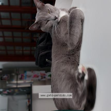 Photo 1/1 dibu Chat perdu à Gualeguay