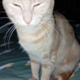 Photo de chat perdu à Creswick