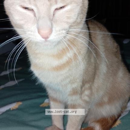 Photo 1/1 Ninja Chat perdu à Creswick