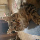 Photo de chat perdu à Thoissey