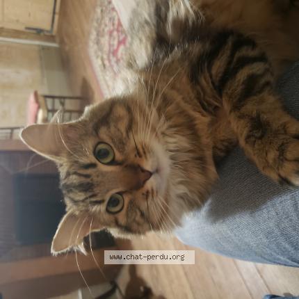 Photo 1/1 Chat retrouvé Perdu à Thoissey