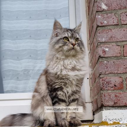 Photo de chat perdu à Mers Les Bains