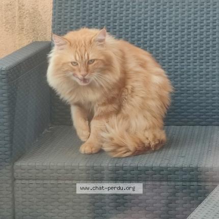 Photo 1/1 Bailey Chat perdu à St aubin