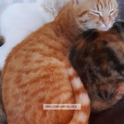 Photo 1/1 Chou Chat perdu à Limay