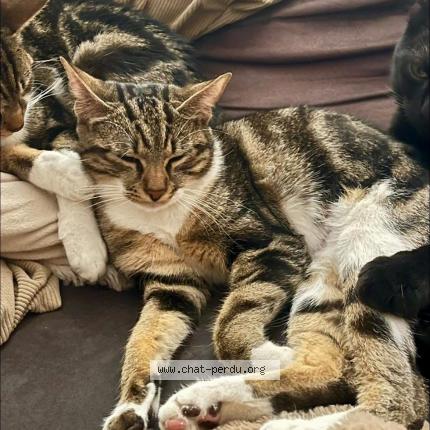Photo 1/1 Chat retrouvé Perdu à Peyruis