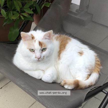 Photo 1/1 Pêche Chat perdu à Anglet