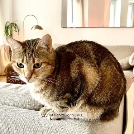 Photo 1/1 Chat retrouvé Perdu à Paris