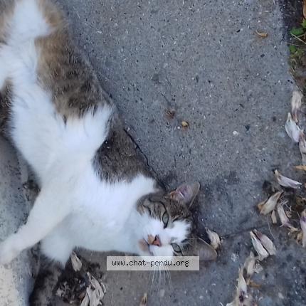 Photo de chat perdu à Vif