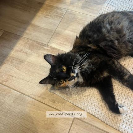 Photo de chat perdu à Perros Guirec