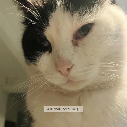 Photo de chat perdu à Drancy