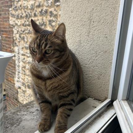 Photo 1/4 Chat retrouvé Perdu à Elbeuf