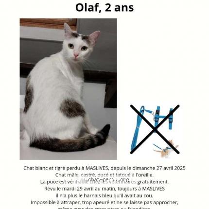 Photo 1/1 Olaf Chat perdu à Maslives