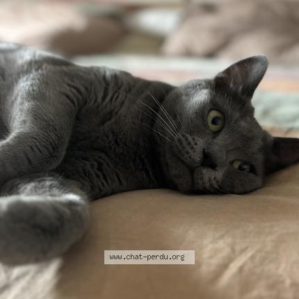 Photo de chat perdu à Frontignan