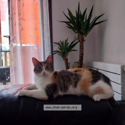 Photo 1/1 Gazelle Chat perdu à Sainte marie la mer