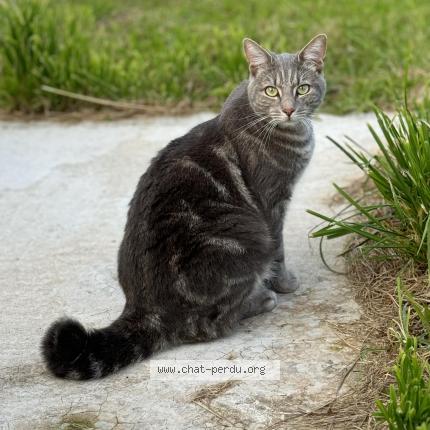 Photo de chat perdu à Benoitville