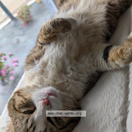 Photo de chat perdu à Liffre