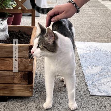 Photo 2/3 Chat retrouvé Trouvé à Nantes