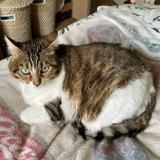 Photo de chat perdu à Sartrouville