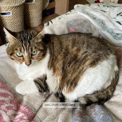 Photo 1/1 Chat retrouvé Perdu à Sartrouville