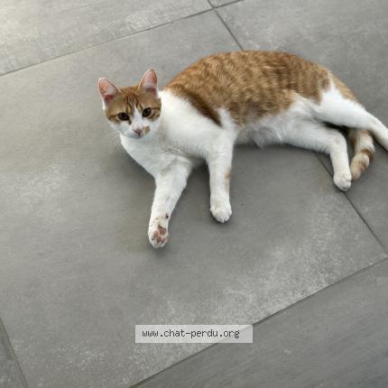 Photo 1/1 Chat retrouvé Perdu à Charvieu chavagneux