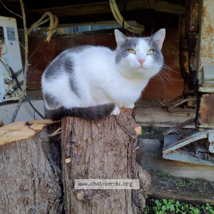 Photo 1/3 Charly Chat perdu à Beziers