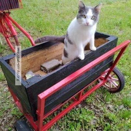Photo 2/3 Charly Chat perdu à Beziers
