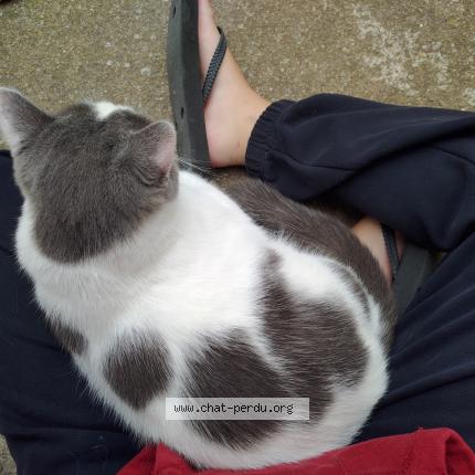Photo 3/3 Charly Chat perdu à Beziers