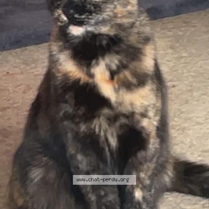 Photo 1/1 Bobo Chat perdu à Epinal