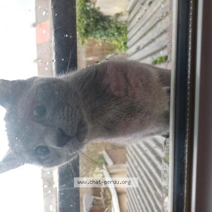 Photo de chat perdu à Lomme