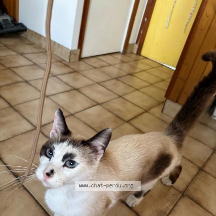 Photo de chat trouvé à Tremblay En France
