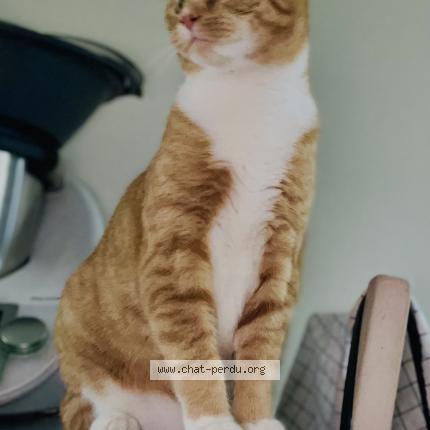 Photo 1/1 Ghislaine Massard Chat perdu à Nogent sur loir