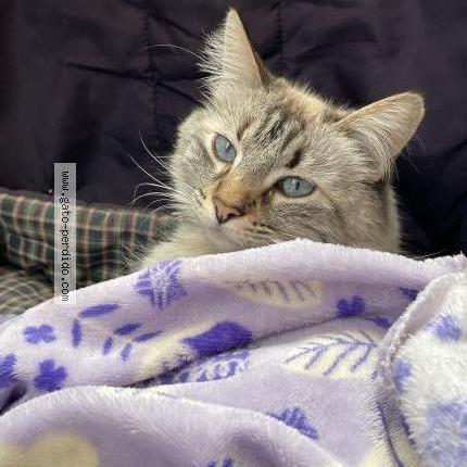 Photo 1/1 Cheta Chat perdu à Cdmx