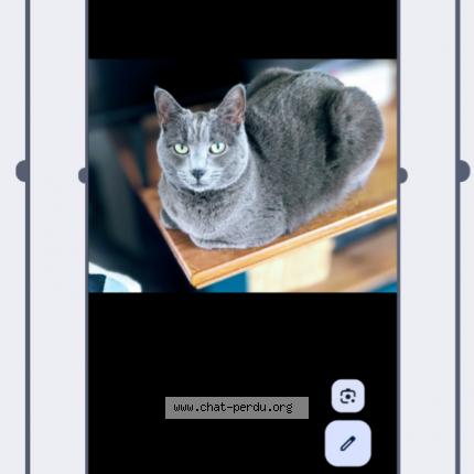 Photo de chat perdu à Gouesnou