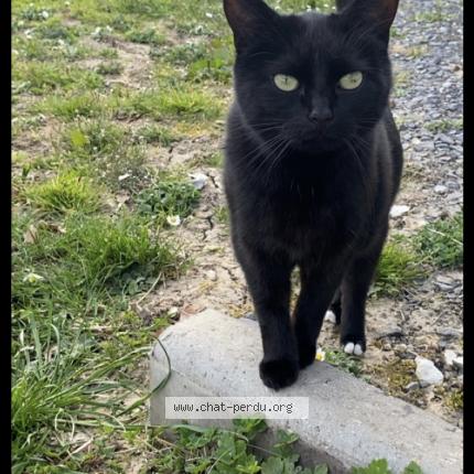 Photo de chat perdu à Beauquesne