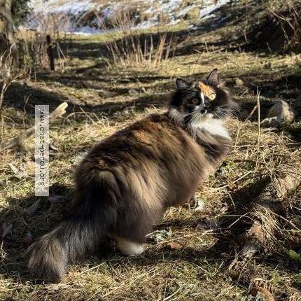 Photo de chat perdu à Bellevaux