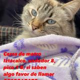Photo de chat perdu à Ciudad De Mexico