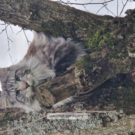 Photo de chat perdu à Droiturier