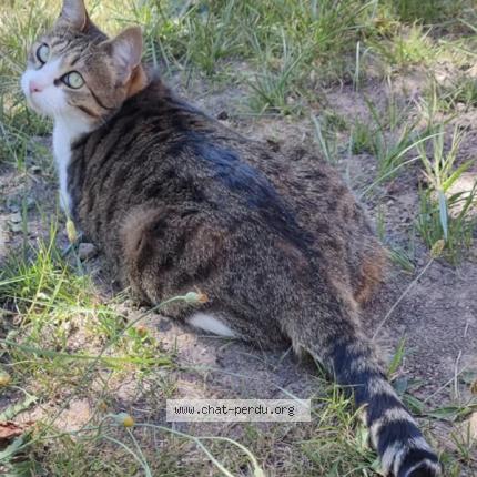 Photo 1/1 Nala Chat perdu à Bosroumois
