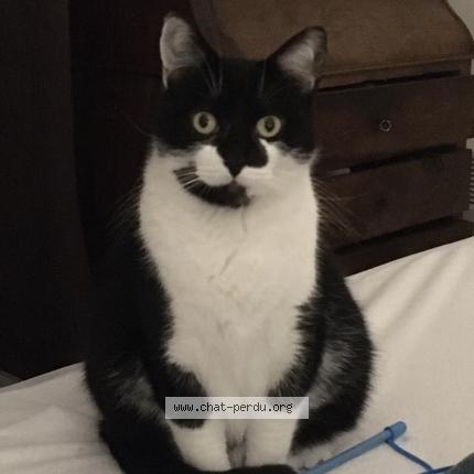 Photo de chat perdu à Reims