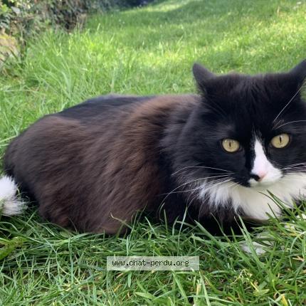 Photo 1/1 Spike Chat perdu à Orchies