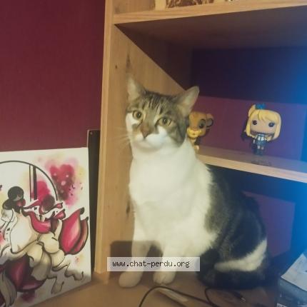 Photo de chat perdu à Saint Felix