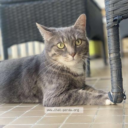 Photo 1/1 Osiris Chat perdu à Reims