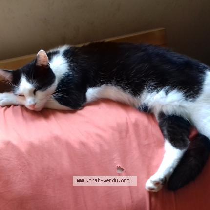 Photo 1/1 Chat retrouvé Perdu à Malzeville